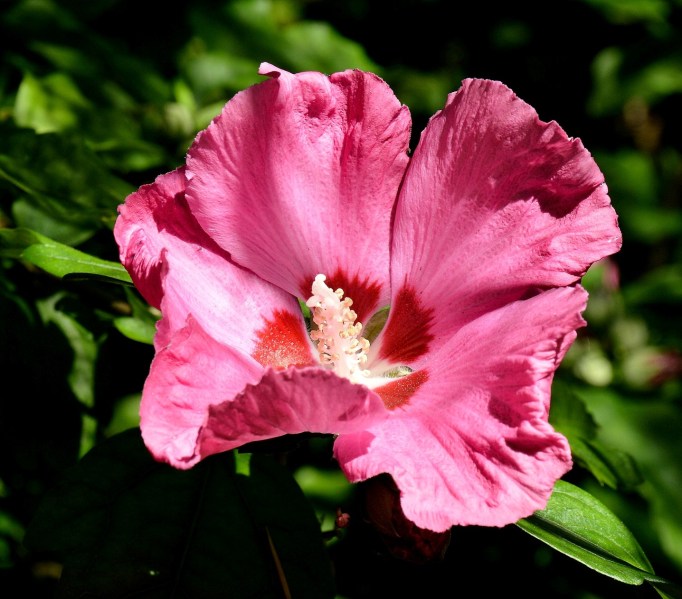 Chelsea Physic Garden Flower DSC_6696
