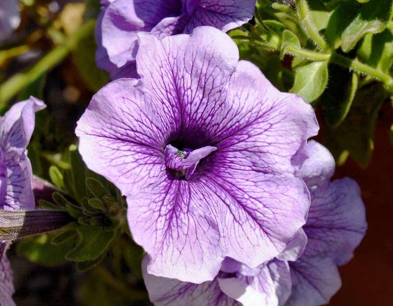 Chelsea Physic Garden Flowers DSC_6615