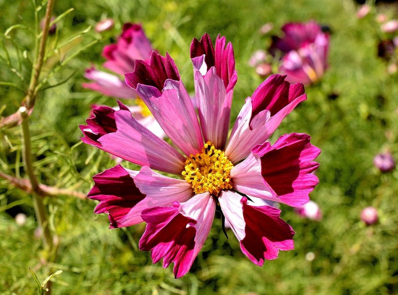 Chelsea Physic Garden Flowers DSC_6682