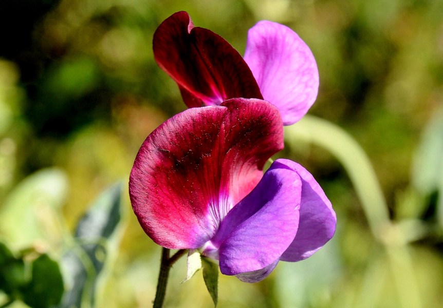 Chelsea Physic Garden Flowers Sweet Pea