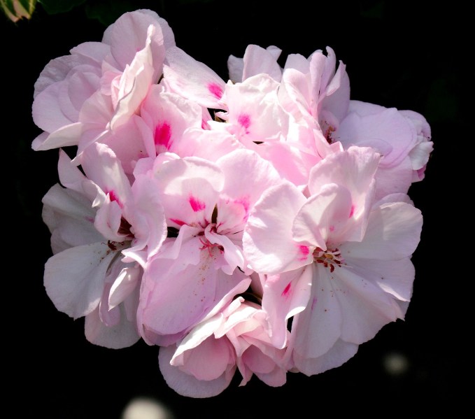 Chelsea Physic Garden Flowers Pelargonium Milfield Gem DSC_6747