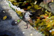 camden-lock-starling-dsc_7904
