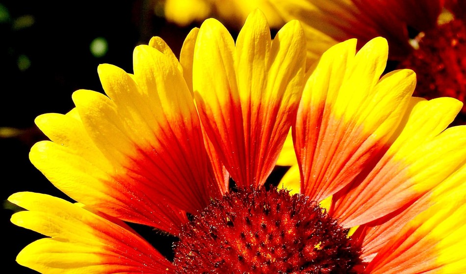 chelsea-physic-garden-flowers-helienthus-annuus-dsc_6662