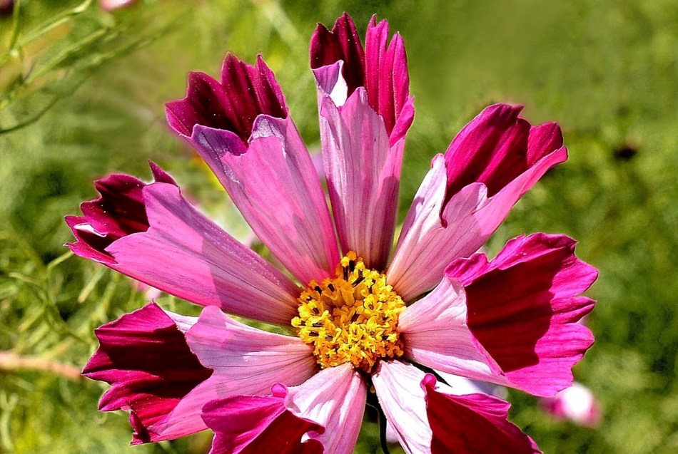 brighten-the-day-chelsea-physic-garden-flowers-dsc_6682-sharpened-centre