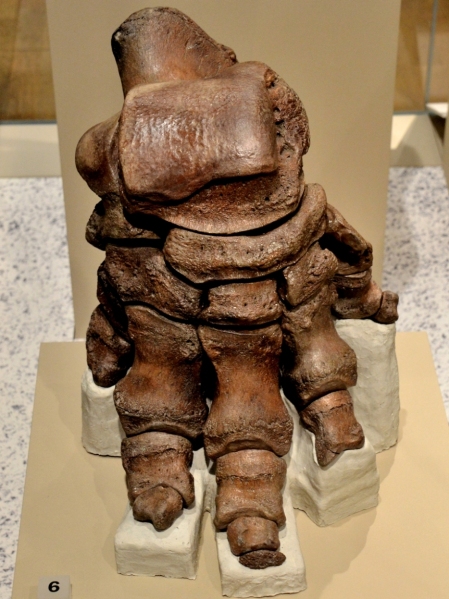 museum-of-london-the-backfoot-of-a-stright-tusked-elephant-found-in-essex