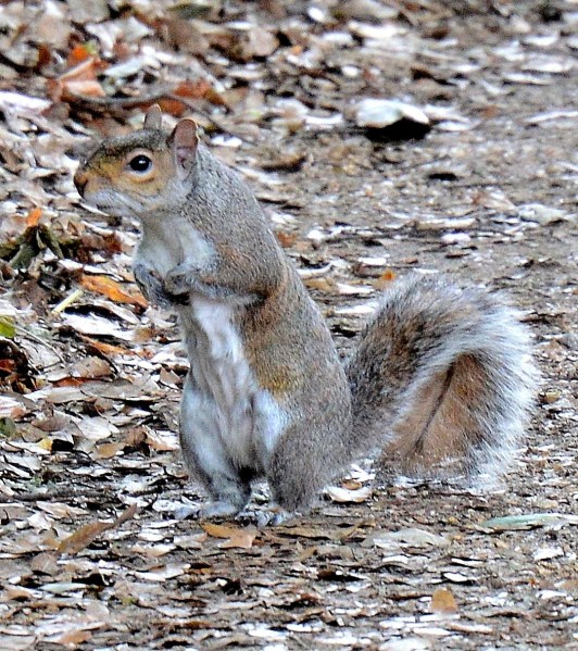 squirrel-dsc_6030